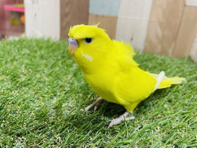 セキセイインコ