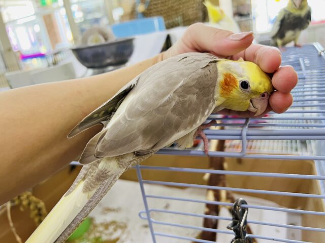 オカメインコ