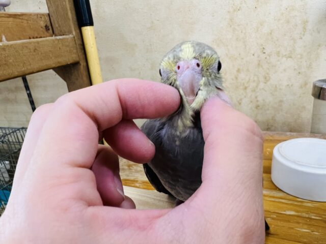 オカメインコ