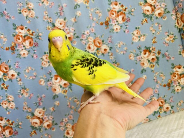 セキセイインコ