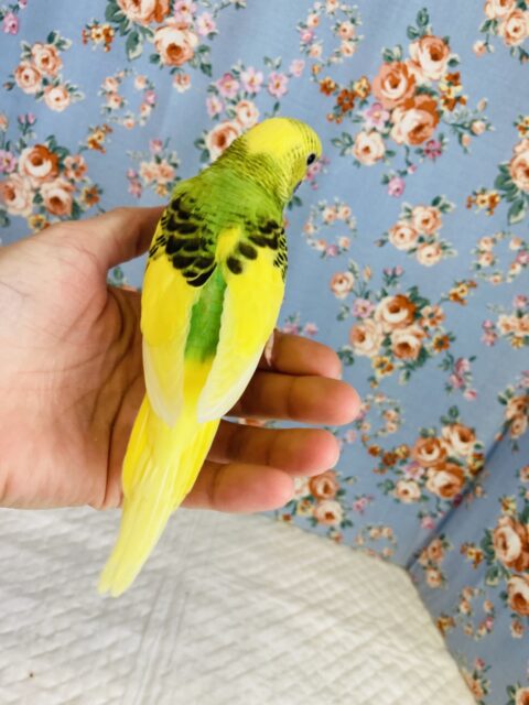 セキセイインコ