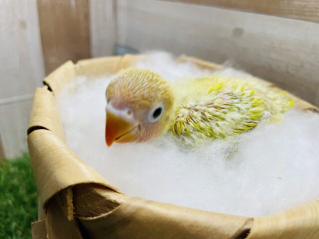 ヤマブキボタンインコ