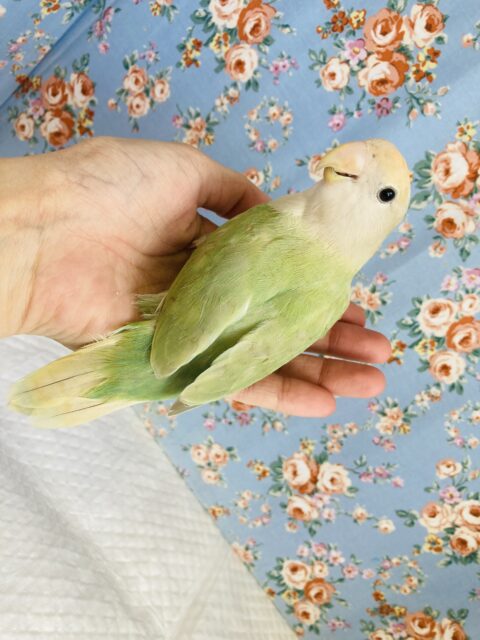 コザクラインコ（小桜インコ）