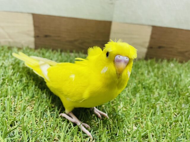 セキセイインコ