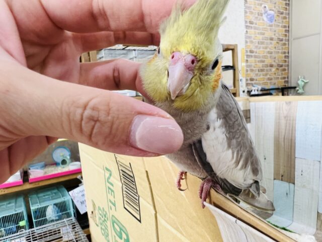 オカメインコ