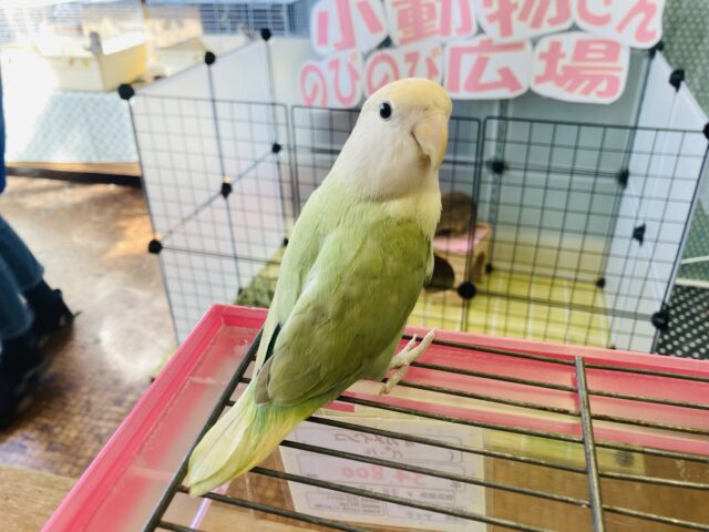 コザクラインコ（小桜インコ）