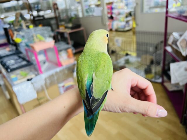 コザクラインコ（小桜インコ）