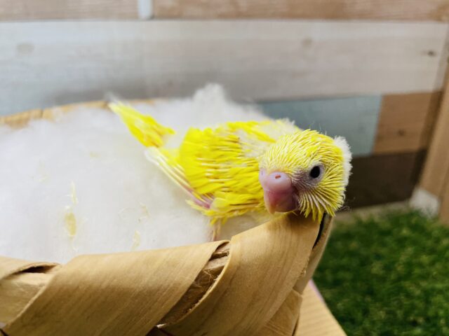 セキセイインコ