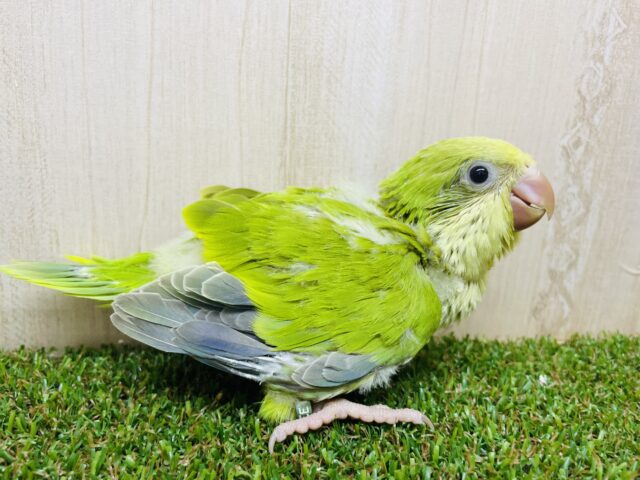 オキナインコ