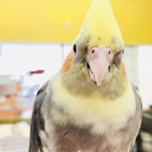 こんなカラーはいかがですかね〜？　オカメインコ　Ｒ５　７／１９撮影