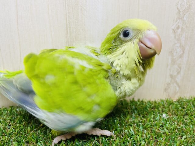 オキナインコ