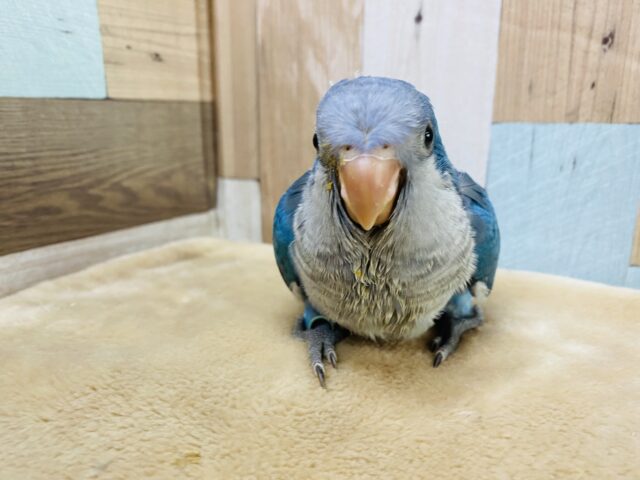 オキナインコ