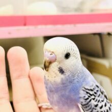 濃いめブルー　セキセイインコ　R５　７／１３撮影
