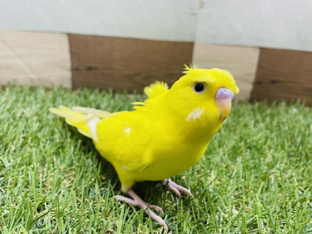 セキセイインコ