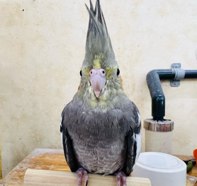 オカメインコ