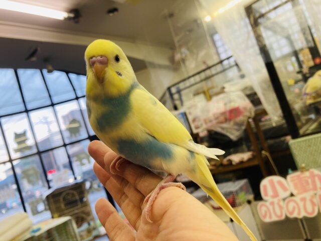 セキセイインコ