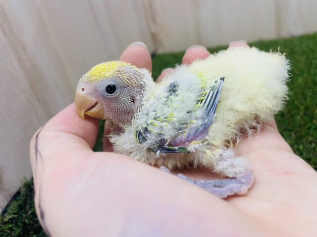 コザクラインコ（小桜インコ）