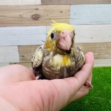 画像更新☆体の点々模様が特徴❤オカメインコのヒナ(パール)入荷いたしました〜❤