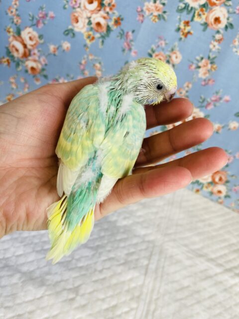 セキセイインコ