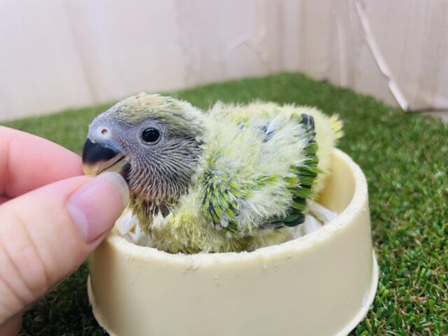 コザクラインコ（小桜インコ）