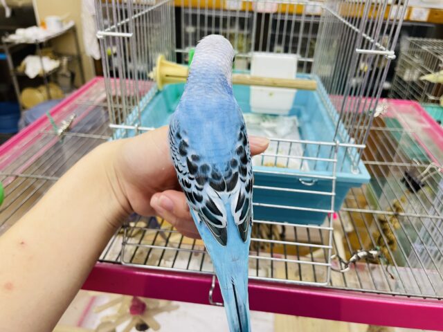 セキセイインコ