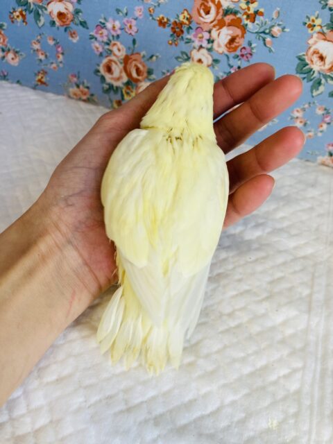 サザナミインコ