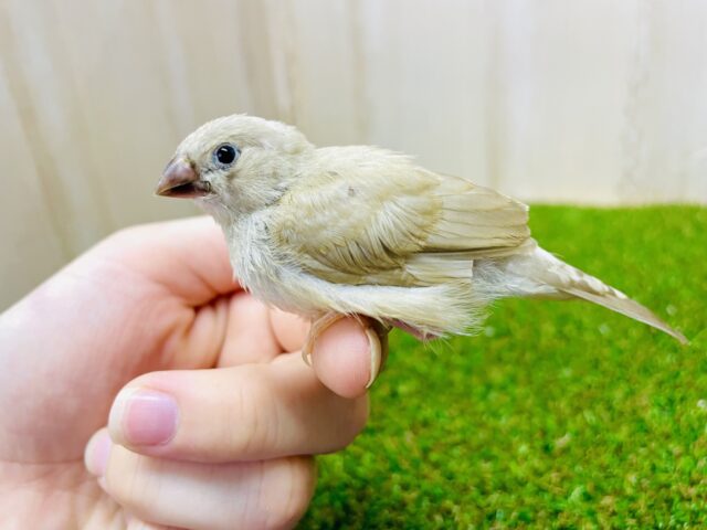 最新画像になりますよ⭐️スターならもうここにいる‼️ キンカ鳥　シナモン