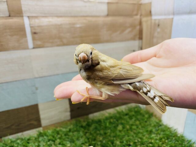 錦花鳥（キンカチョウ）