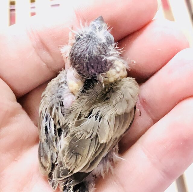 錦花鳥（キンカチョウ）