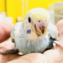 育つと色が変わるかも？　セキセイインコ　Ｒ５　７／１３撮影