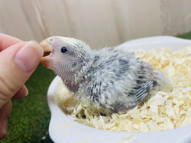 コザクラインコ（小桜インコ）