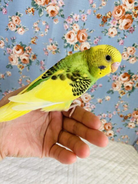 セキセイインコ