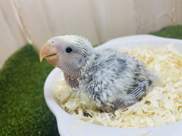 コザクラインコ（小桜インコ）