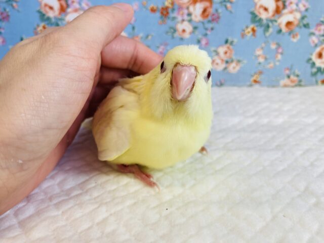 サザナミインコ