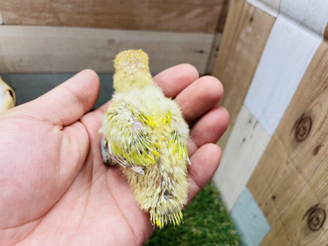 ヤマブキボタンインコ