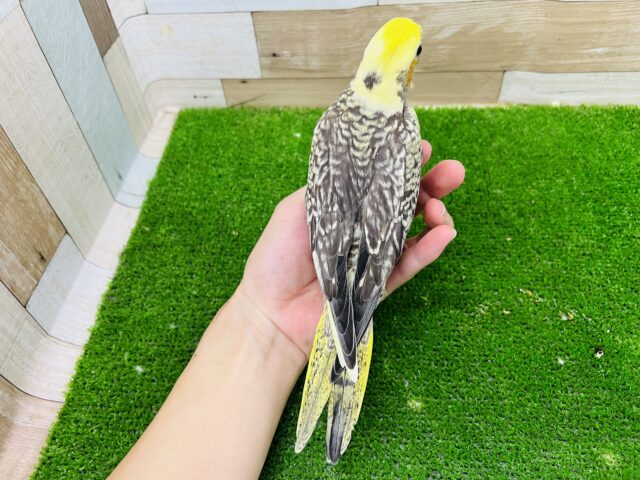 オカメインコ