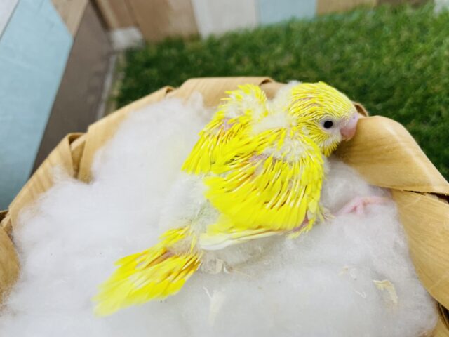 セキセイインコ