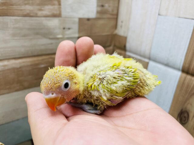 ひかえめな感じが可愛いんですっ！！ヤマブキボタンインコ！