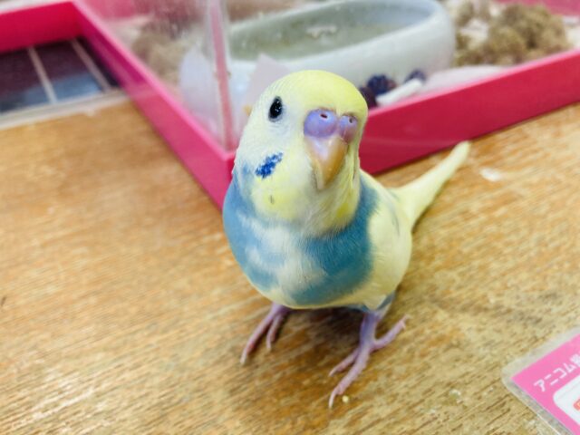 最新画像🌟一人餌です🫶🏻清涼💙夏を一緒に🎐✨手乗りセキセイインコ(コバルト)