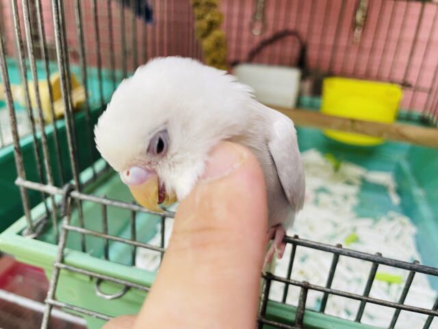 セキセイインコ