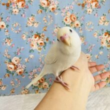 最新画像🌟ヒナご飯卒業🕊純白美ボディ❤︎手乗りセキセイインコ(ダブルファクタースパングル)🪶✨