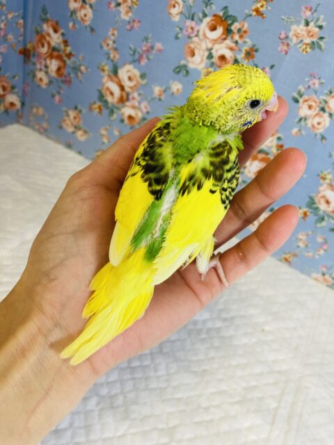 セキセイインコ