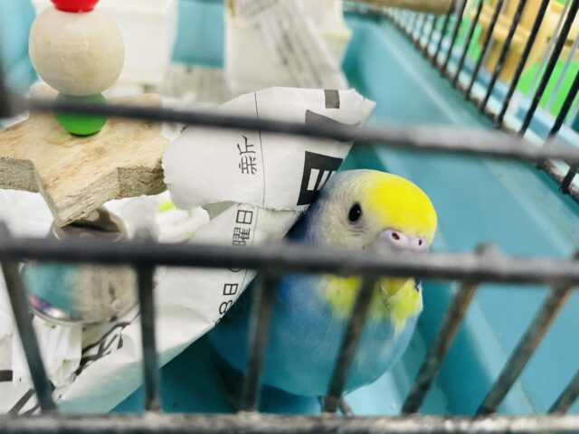 セキセイインコ