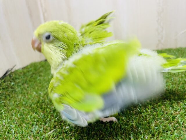 オキナインコ