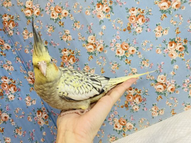 オカメインコ