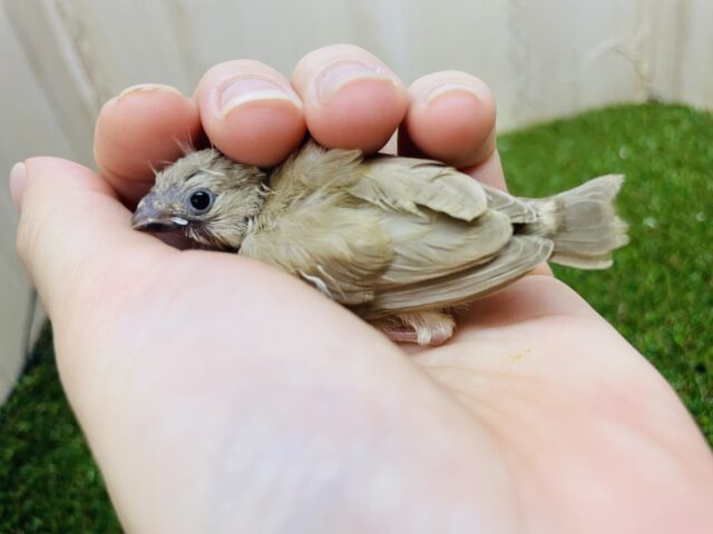 錦花鳥（キンカチョウ）