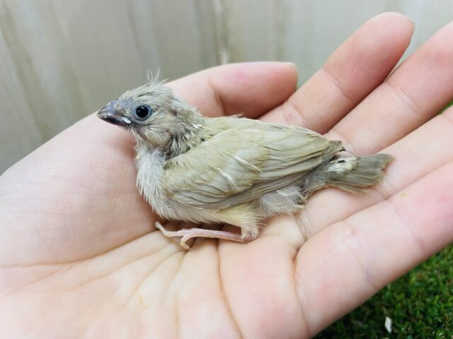 錦花鳥（キンカチョウ）