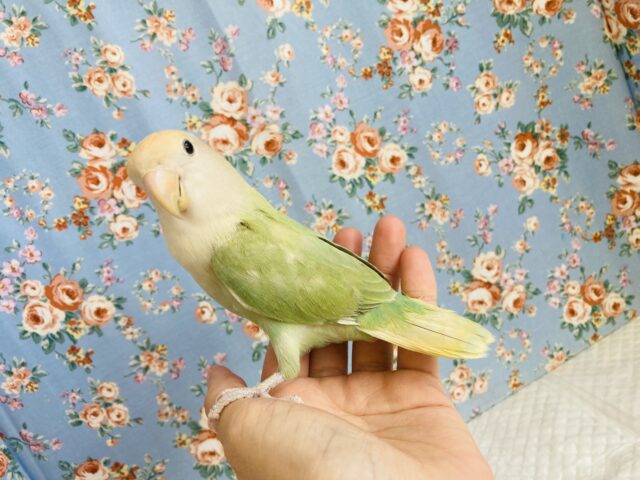 コザクラインコ（小桜インコ）