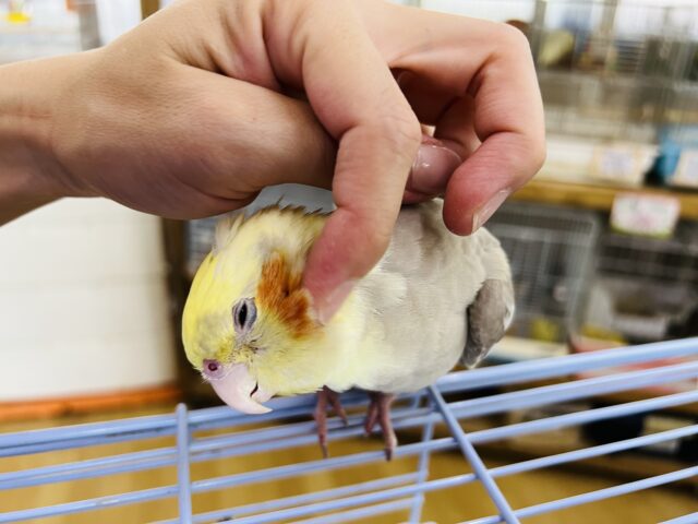 オカメインコ