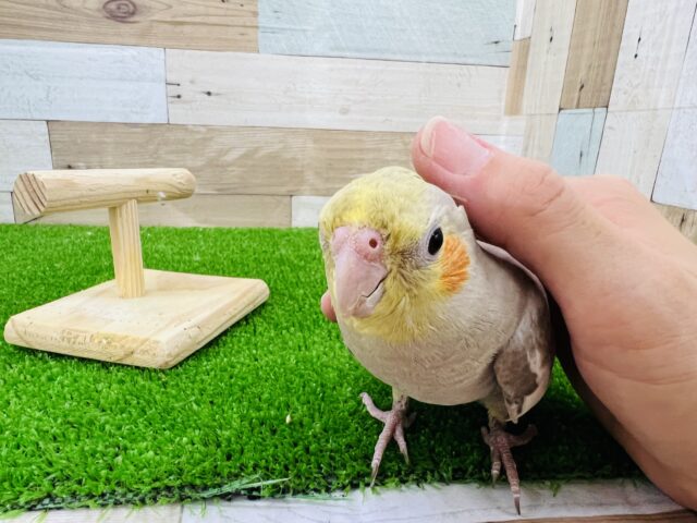 オカメインコ